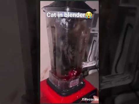 who put a cat into a blender|What Is The Disturbing Cat Blender Video And Why Are They。